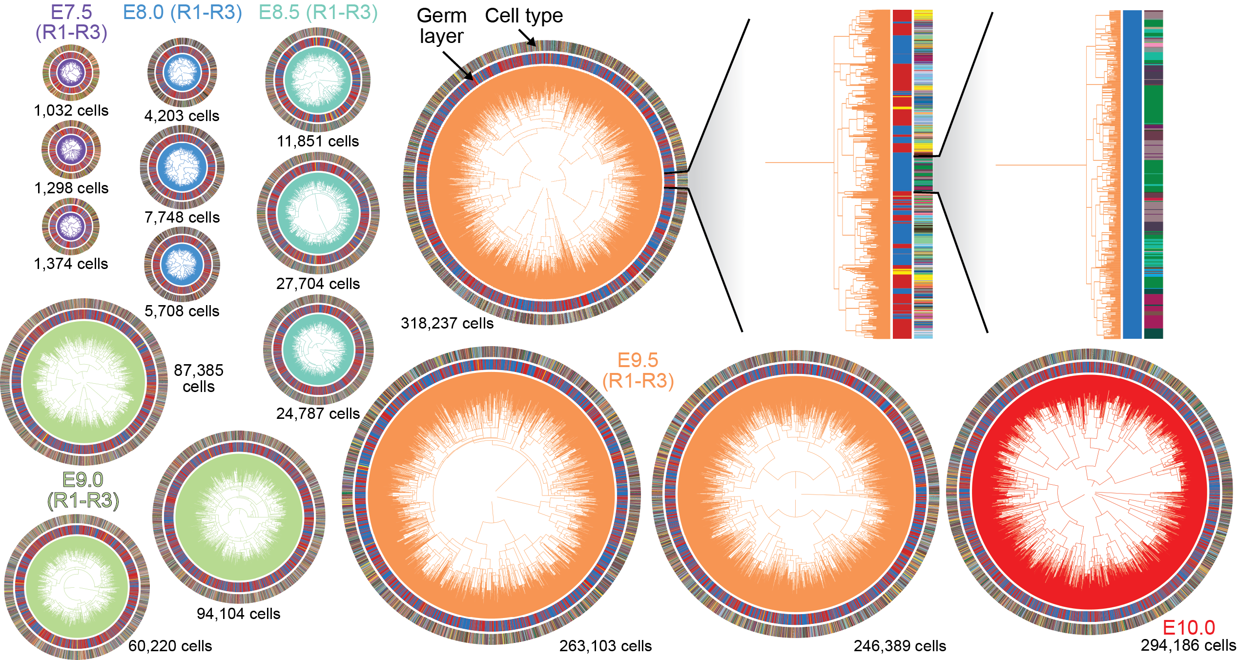 Reconstructed lineage trees across MELA mouse embryos